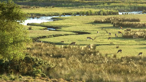 Dorset Camp Site and Caravan Park near Arne Nature Reserve